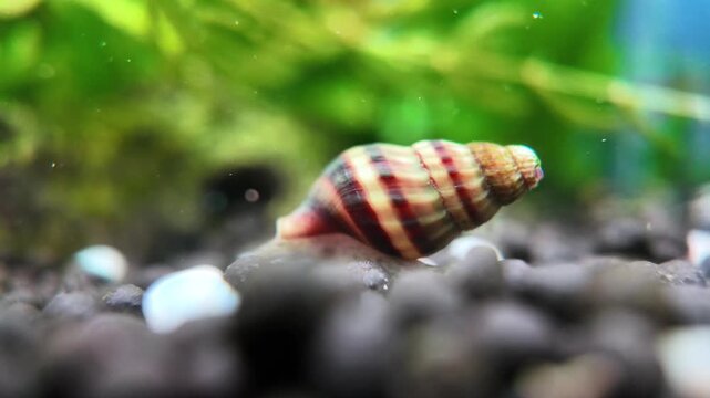 Snail crawls slowly across pebbles in clear aquarium water. Background shows green aquatic plants. Shell has red and brown stripes. Snail moves steadily, leaving small trails. Perfect for aquarium
