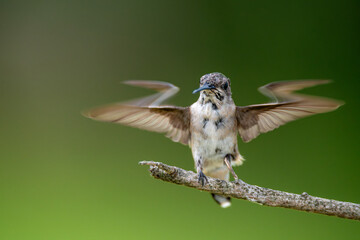 Obraz premium A hummingbird balances on a thin, lichen-covered branch with its wings fully extended in a symmetrical spread, captured against a smooth, softly blurred green background.