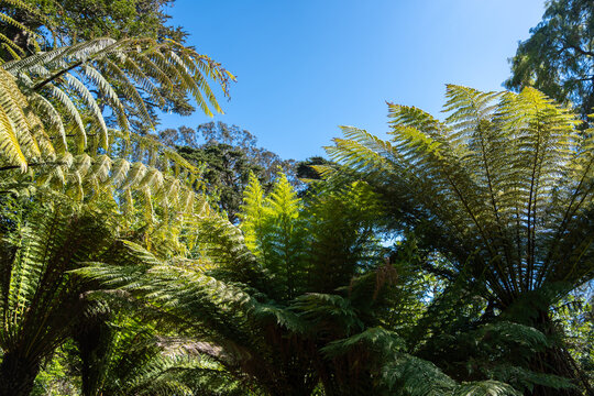 Lush green tree ferns under a bright blue sky