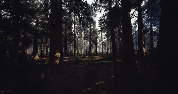 golden hour pine grove with warm low light casting long shadows across mossy ground, cinematic contrast evoking calm exploration and outdoor storytelling scenes