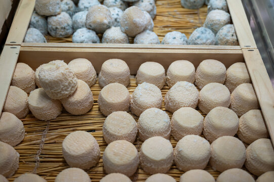Crottin de Chavignol small French goat cheese from Loire Valley village of Chavignol, natural rind that matures from white to bluish-grey with age in cheese farm