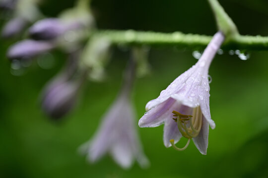 雨滴に濡れるオオバギボウシの花
