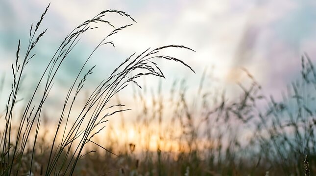 Tall grass blades sway in a meadow during a golden sunset under a cloudy sky with illuminating field surrounding soft light illuminating