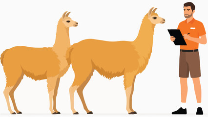 Fototapeta premium Male Zookeeper Checking Health of Llamas with Clipboard Vector Illustration