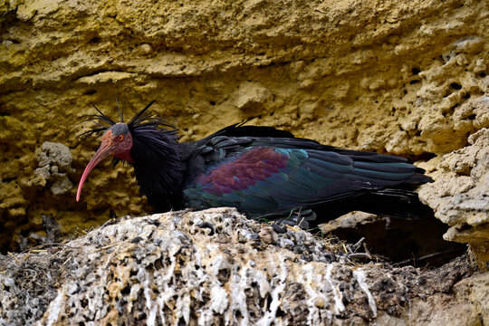 br&uuml;tender Waldrapp in spanischer Brutkolonie // breeding Northern bald ibis in spanish bird colony (Geronticus eremita) - Vejer de la Frontera, Andalusia, Spain