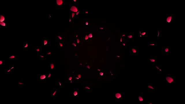 Red rose petals flying and exploding outward on black background loop