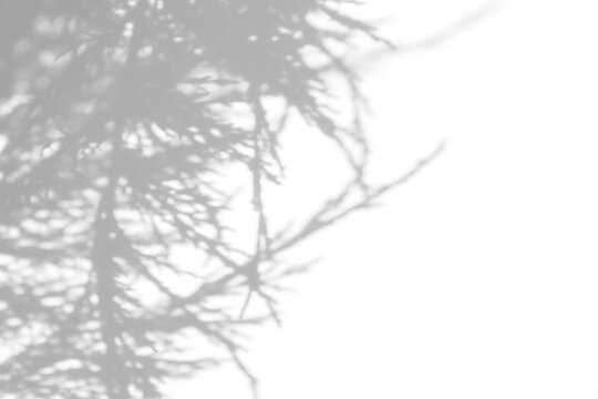 Real soft foliage shadow cut out on a transparent png background with diffused organic edges. Suits a serene skincare mockup as a png overlay with open space for product placement.