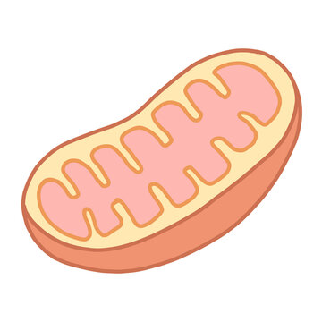Cute mitochondria or cell organelle biology and science education element illustration