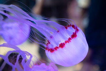 Glowing translucent purple sea nettle jellyfish drifting underwater with fine tentacles against a dark background © Husaini