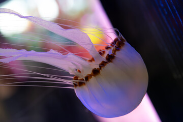 Glowing translucent purple sea nettle jellyfish drifting underwater with fine tentacles against a dark background © Husaini