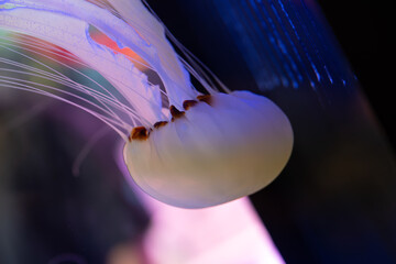 Glowing translucent purple sea nettle jellyfish drifting underwater with fine tentacles against a dark background © Husaini