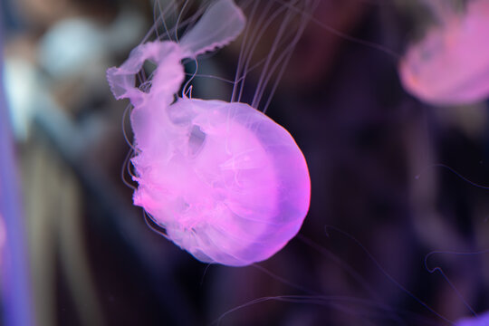 Glowing translucent purple sea nettle jellyfish drifting underwater with fine tentacles against a dark background