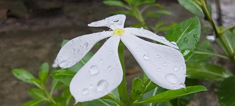 Fresh white periwinkle flower covered in sparkling morning dew drops blooming amidst vibrant green foliage