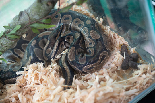 Close-up of a patterned ball python snake coiled quietly on light wood shaving substrate.