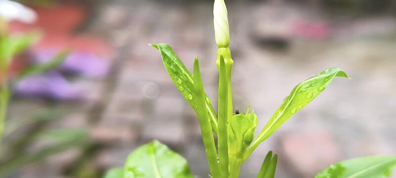 Small black ant crawling on unbloomed white flower bud surrounded by vibrant green leaves outdoors