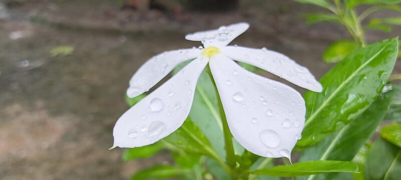 Close up view of single white periwinkle flower petal textured with glistening rain drops in nature