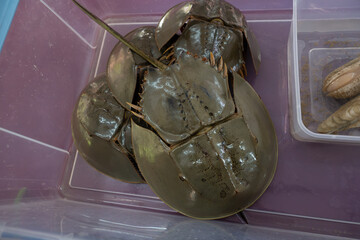 High angle view of live horseshoe crabs showing their smooth brownish carapace and rigid spiny tail © Husaini