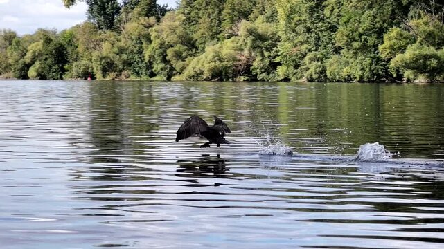 Kormoran, Phalacrocorax carbo beim Abflug am Flu&szlig; Main von Buhne, Wasservogel