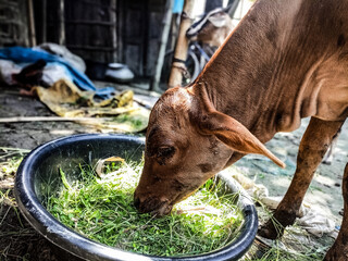 A young brown calf peacefully eats fresh green grass from a black bowl in a rustic, outdoor setting, highlighting rural life and animal husbandry. © OnlyDesign