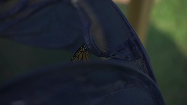 monarch butterfly flapping its wings