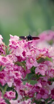 Carpenter black bee on weigela bush flowers in blooming summer garden