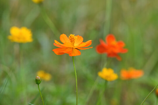 Orange and yellow cosmos flowers in a wildflower field