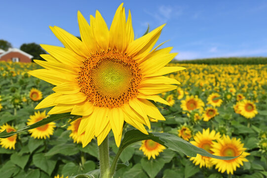 Closeup of a sunflower in a field of sunflowers