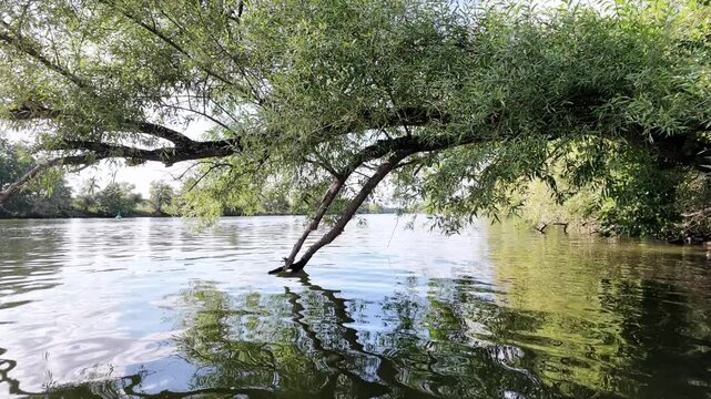 Gem&uuml;tliche Bootsfahrt am Ufer vom Flu&szlig; Main mit Auwald und Bruch-Weiden, Naturerlebnis, Entspannung, Lichtreflexe