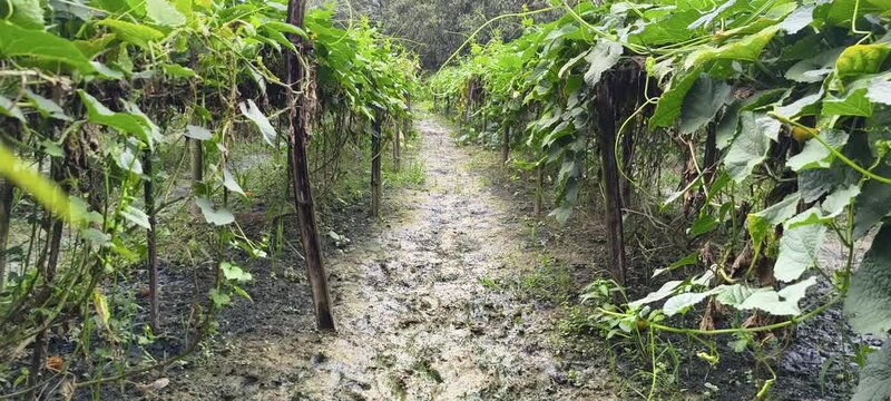 Rustic wooden trellis structure supporting thick green vine growth over a muddy farm aisle path
