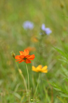 Orange and yellow cosmos flowers in a wildflower field