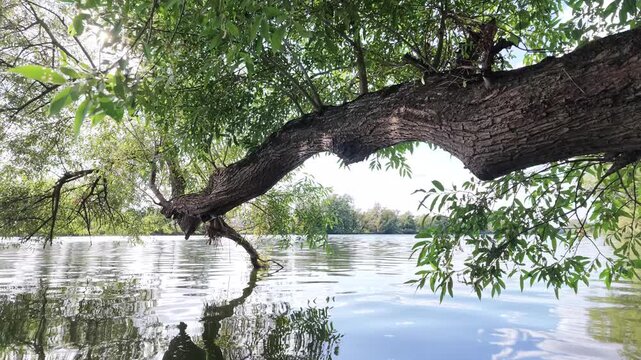 Entspannte Bootsfahrt unter Bruch-Weidenst&auml;mmen am Ufer des Flusses Main, Lichtreflexe, Naturerlebnis, Auwald