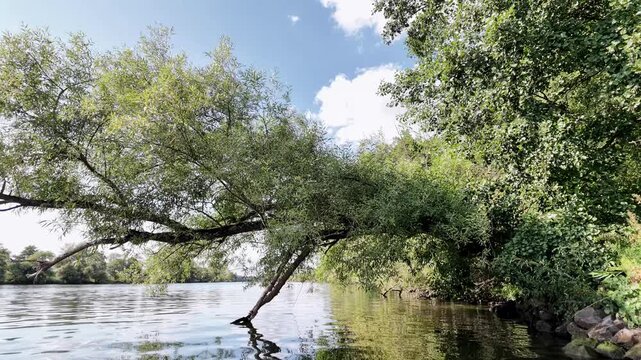 Gem&uuml;tliche Bootsfahrt am Ufer vom Flu&szlig; Main mit Auwald und Bruch-Weiden, Naturerlebnis, Entspannung, Lichtreflexe