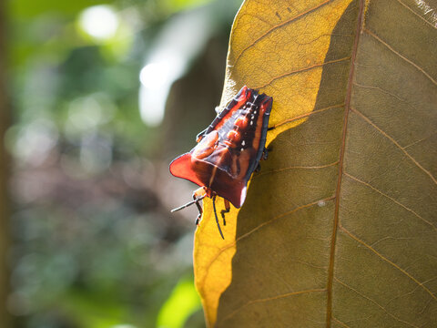 Stink bug or litchi stink bug It has a strong pungent odor for self defense and perches on leaves.