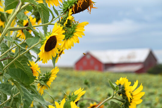 Sunflower with bee flying and red barn in background