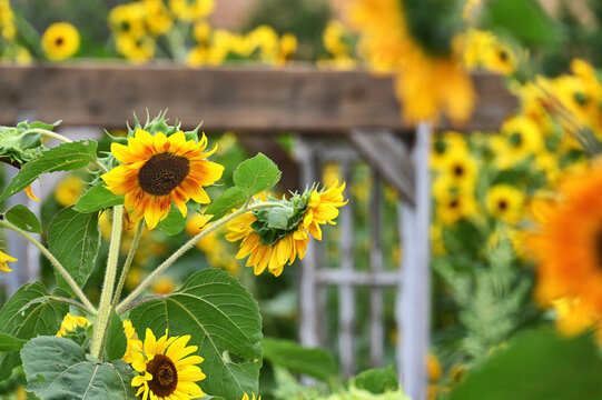 Sunflowers in the garden with wooden arbor