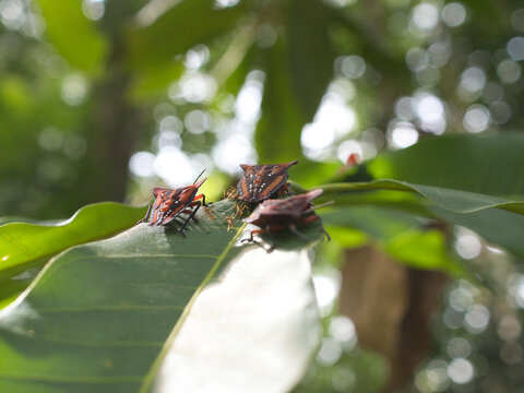 Stink bug or litchi stink bug It has a strong pungent odor for self defense and perches on leaves.