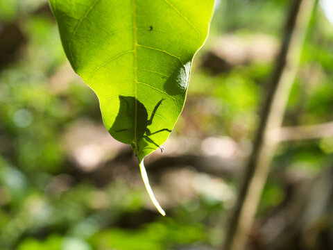 Stink bug or litchi stink bug It has a strong pungent odor for self defense and perches on leaves.