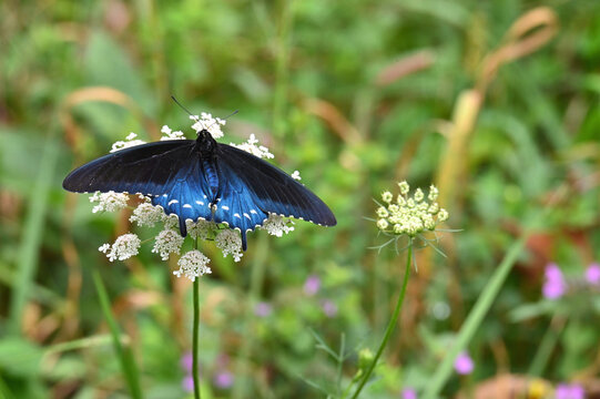 Swallowtail Butterfly on wild flower queen anne's lace