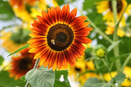 Variegated Sunflower with a bee in a field of sunflowers