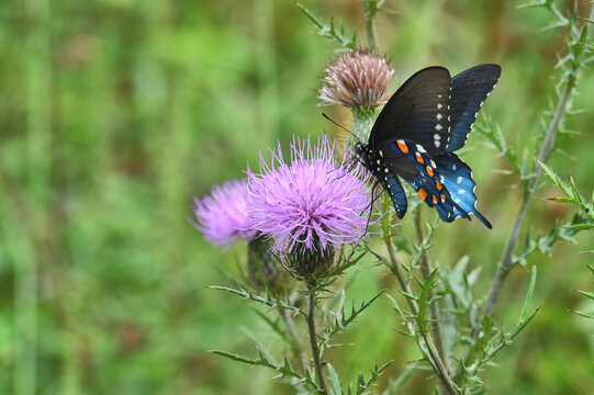 Swallowtail Butterfly on wild flower thistle