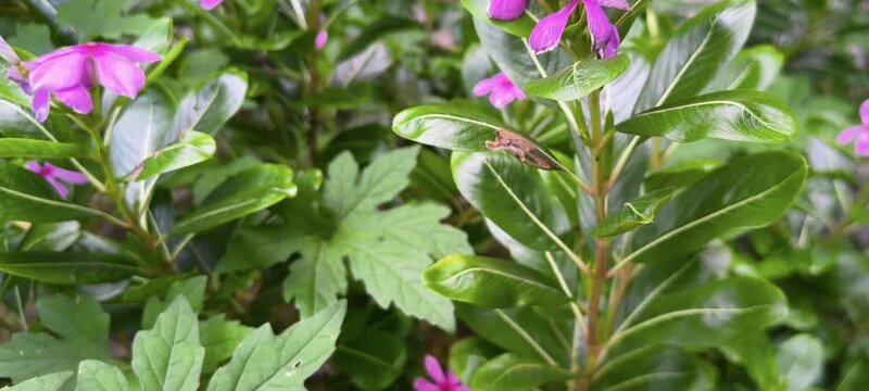 Single bright pink periwinkle flower with delicate petals blooming among dense tropical foliage outdoors