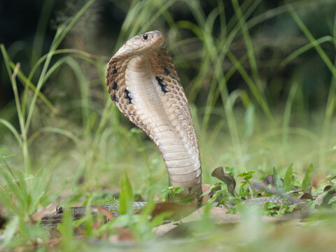 Naja kaouthia or monocled cobra deadly serpent living on a dry leaf in the forestin nature	