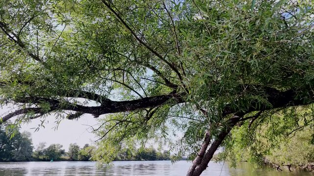 Gem&uuml;tliche Bootsfahrt am Ufer vom Flu&szlig; Main mit Auwald und Bruch-Weiden, Naturerlebnis, Entspannung, Lichtreflexe