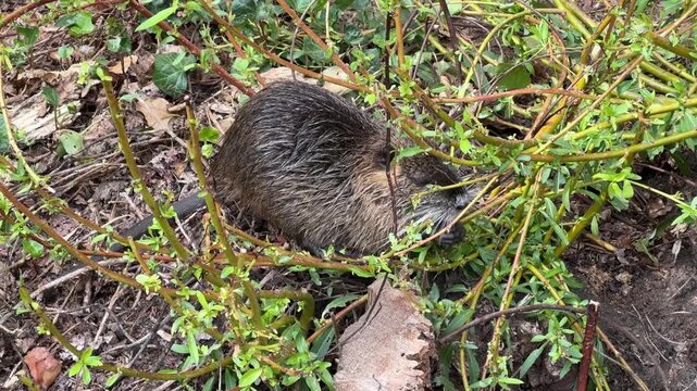 Ein Nutria frisst am Flussufer eines Nebenarms des Flusses Erft in Nordrhein-Westfalen in Deutschland