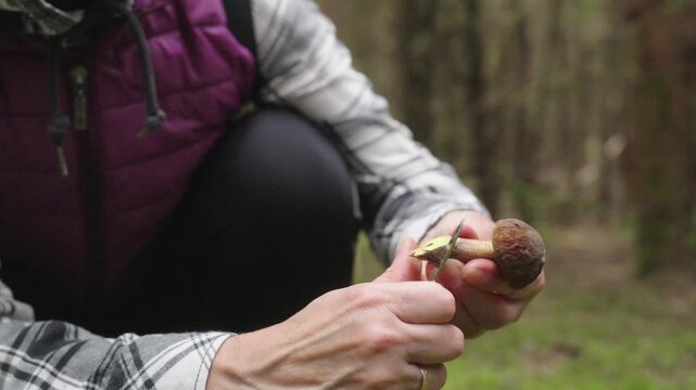 Close-up view of a mushroom picker pulling a forest mushroom from the ground by hand among natural woodland vegetation