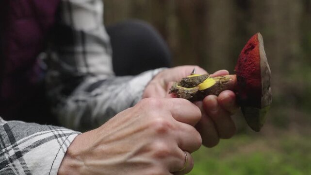 Close-up view of a mushroom picker pulling a forest mushroom from the ground by hand among natural woodland vegetation