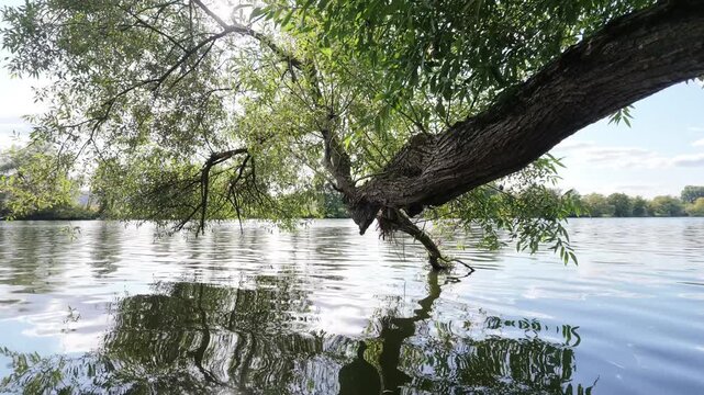 Entspannte Bootsfahrt unter Bruch-Weidenst&auml;mmen am Ufer des Flusses Main, Lichtreflexe, Naturerlebnis, Auwald
