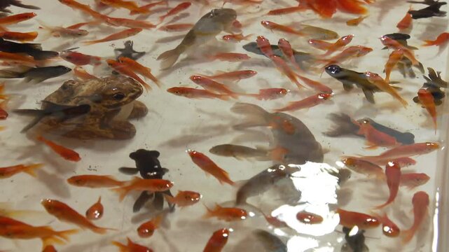 金魚すくいのイメージ