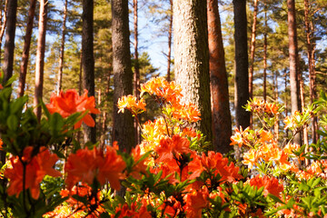 Obraz premium Orange rhododendrons blooming among pine trees