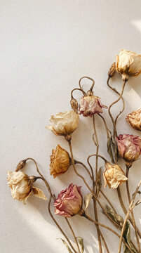 Dried rose flower with curled petals on neutral background with soft natural light creating calm mood